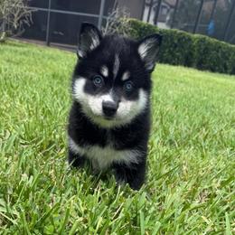 Bea - Tri-color female Pomsky puppy in La Vergne, Tennessee from Atencio Pomsky