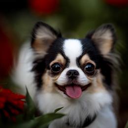Fanty - Chihuahua