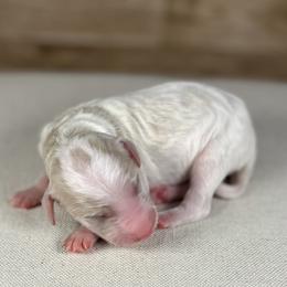 Whit - Parti male Goldendoodle puppy in Cedar Falls, Iowa from Northeast Iowa Doodles