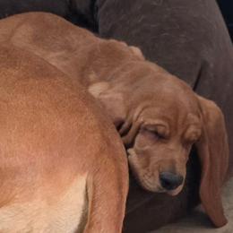 Penny aka Pinky-5 Pink collar - Brown and white female Basset Hound puppy in Moore, Oklahoma from Boomer Basset Hound Babies