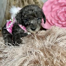 Girl 1 - female Goldendoodle puppy in Sheridan, Arkansas from Arkie Doodles