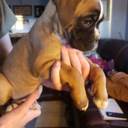 Boxer Puppies from Deutsche Boxer Von Exquisiten