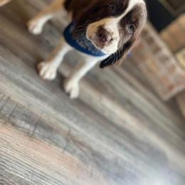 English Springer Spaniel Puppies from Southbend Springers