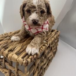Red collar - Red  male Goldendoodle puppy in Nashville Area, Tennessee from My Girls with Curls-Mini Doodles of TN