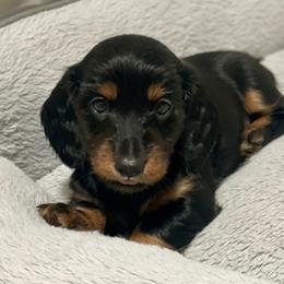Dachshund Puppies from Devoted Doxies - DLL