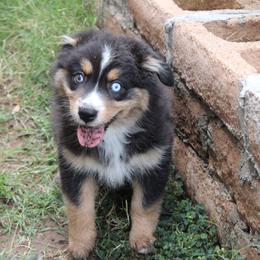 Pegasus - Black tri-color female Australian Shepherd puppy in Sonoita, Arizona from Gardner Canyon Kennels