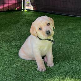 Rusty - Yellow male Labrador Retriever puppy in Pilot Hill, California from Houston Labradors