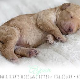 Teal Girl - Cream female Goldendoodle puppy in Carthage, Tennessee from Willows Doodles