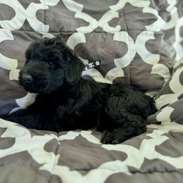 Macaroni - Black female Giant Schnauzer puppy in Parker, Colorado from Pawsh K9’s