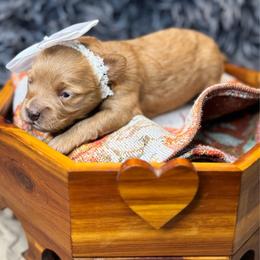 Lady Kluck - Red female Cavapoo puppy in Waldron, Arkansas from Kay’s Cutie Poos