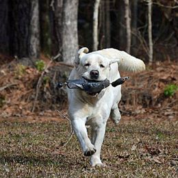 Merlin - Labrador Retriever