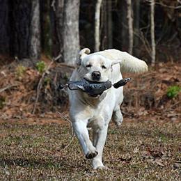 Merlin - Labrador Retriever
