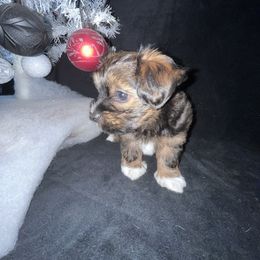 Havanese Puppies from LaBeouf Havanese’s