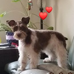 MILO - Miniature Schnauzer