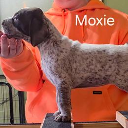 Moxie - Pink girl - Liver and white female German Shorthaired Pointer puppy in Kenai, Alaska from LakeHaus Kennels