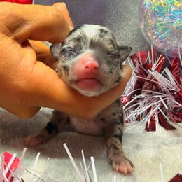 Chip - Blue merle male Chihuahua puppy in Palm Coast, Florida from Fiesta Pups