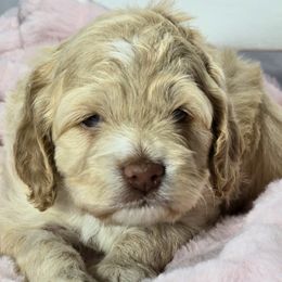 Aussiedoodles, Bernedoodles, and Cockapoos from Jam's Doodles And Poodles
