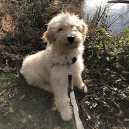 Aussiedoodles, Australian Shepherds, Miniature Australian Shepherds, and Poodles from Albright Hobby Farm