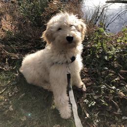 Aussiedoodles, Australian Shepherds, Miniature Australian Shepherds, and Poodles from Albright Hobby Farm