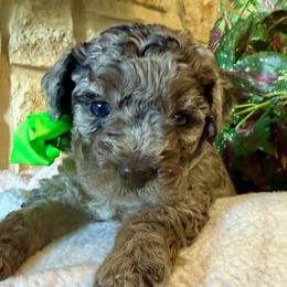 Rowlf- green boy Price 2500. - Blue merle male Aussiedoodle puppy in Midlothian, Texas from Gray Doodles