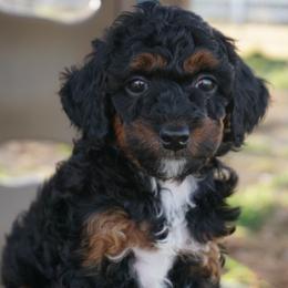 Oreo - Phantom male Poodle puppy in Caldwell, Idaho from Treasure Valley Poodles