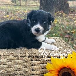Max - Black and white male Border Collie puppy in Nashville, Arkansas from Whisenhunt Farms