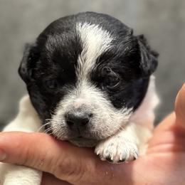 Chihuahuas from Maras puppies