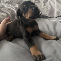 Coco - Black and rust male Doberman Pinscher puppy in Buffalo, New York from NY Dobermans