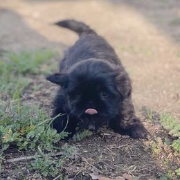 Shih Tzus from Royally Mad Shihtz