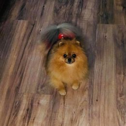 Papillons and Pomeranians from Mama's Pride Poms and Paps