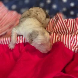 Ace - Red merle male Border Collie puppy in Watsontown, Pennsylvania from Kate Gresham