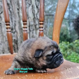 Dustin - Brown sable male Chinese Shar-Pei puppy in Minden, Louisiana from Zoey's Waggly Tails
