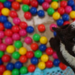 Cockapoo Puppies from Eden Dog