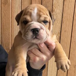 Snickers - Fawn male Bulldog puppy in Marysville, Washington from English Bulldogs WA