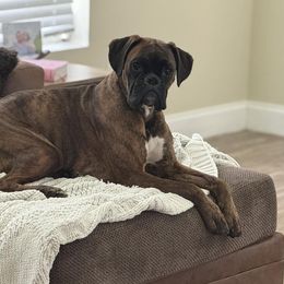 Boxers from Bannon Boxers