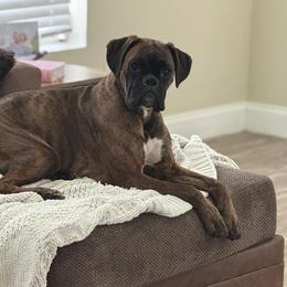 Boxers from Bannon Boxers