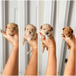 Boy 1 - male Bichon Frise puppy in Plant City, Florida from The Perks of Pups