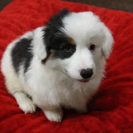Puppy 2 - White and black male Pembroke Welsh Corgi puppy in Port Republic, Maryland from Bestfurends