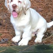 Clumber Spaniel Puppies from Tricklecreek Clumber Spaniels