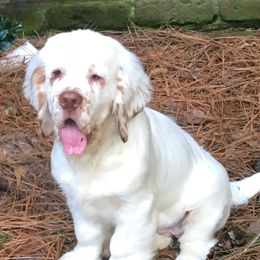 Clumber Spaniel Puppies from Tricklecreek Clumber Spaniels