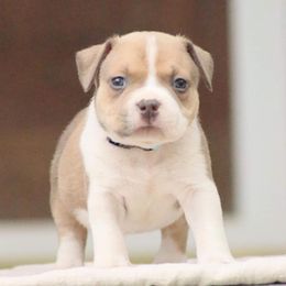 Boris - American Bully puppy in Nebraska from Wulfsbane American Bullies