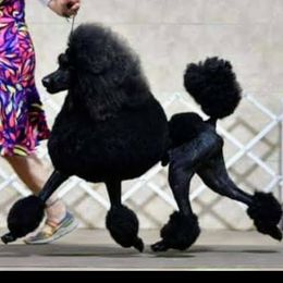 McGehee  - Poodle