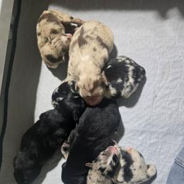 Blue merle (Natural Bobbed tail) - Blue merle female Australian Shepherd puppy in Rainsville, Alabama from Chaparro Farm