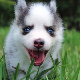Pomsky Puppies from Palm Tree Pomskies