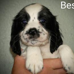 Bessie - Black and white female English Springer Spaniel puppy in Florida from Thunderbird Springers