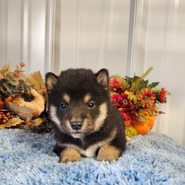 Tiny - Black and tan male Shiba Inu puppy in Illinois from Precious-Puppies