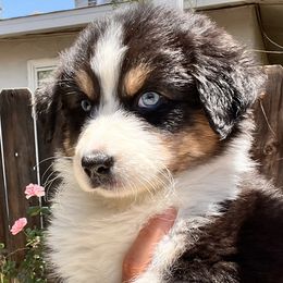 Orchid - Black tri-color Australian Shepherd puppy in California from Aussmazing Aussies