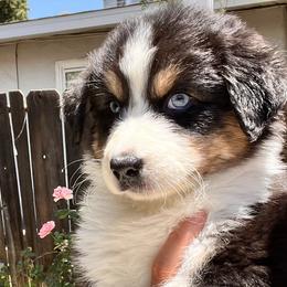 Orchid - Black tri-color Australian Shepherd puppy in California from Aussmazing Aussies