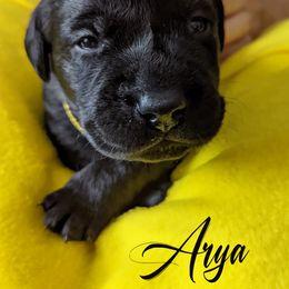 Labrador Retriever Puppies from Dorothy's Labrador Retrievers