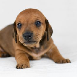 Rift - Red Dachshund puppy in Fredonia, Arizona from Kaibab Dachshunds